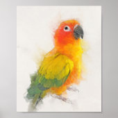 Poster Portrait Sun Conure (Devant)