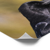 Poster Portrait Wild Raven - Art (Coin)