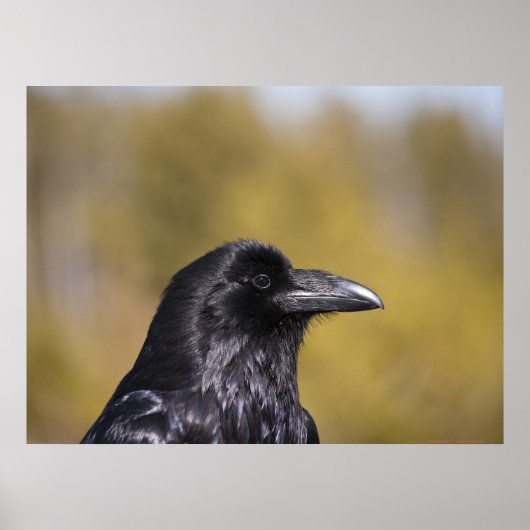 Poster Portrait Wild Raven - Art (Devant)