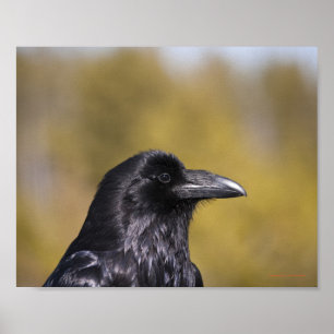 Poster Portrait Wild Raven - Art