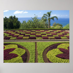 Poster Portugal, île de Madère, Funchal. Botanique