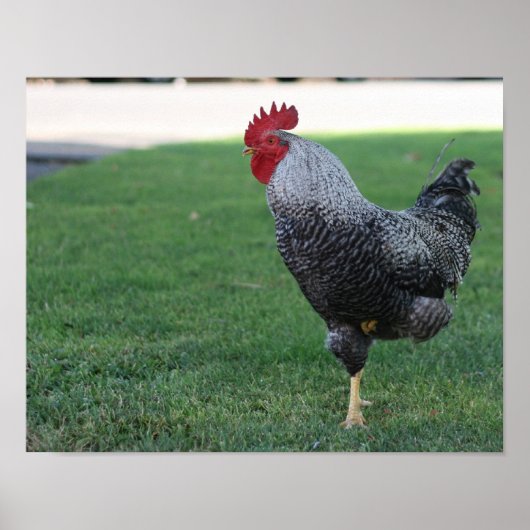 Poster "Pose à une jambe", Coq (Devant)