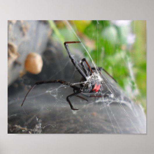 Poster Pose de la veuve (Devant)
