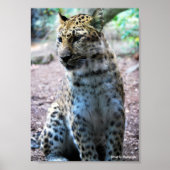 Poster Pose de léopard (Devant)
