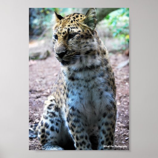 Poster Pose de léopard (Devant)