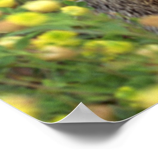 Poster Pose de porc (Coin)