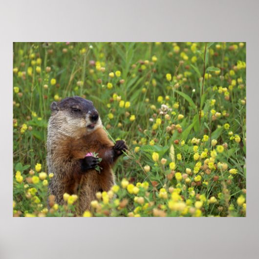 Poster Pose de porc (Devant)