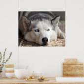 Poster Poser Husky Sled Dog Beau Art Imprimer (Cuisine)