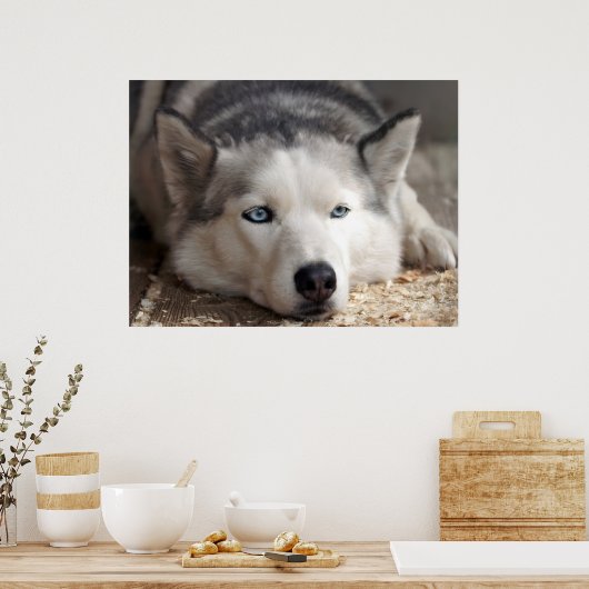 Poster Poser Husky Sled Dog Beau Art Imprimer (Cuisine)