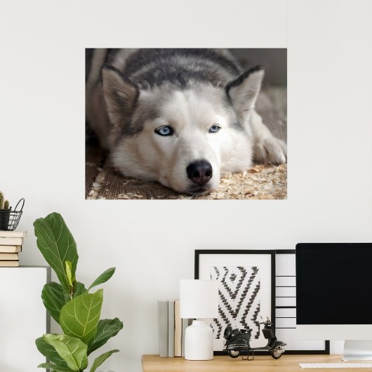 Poster Poser Husky Sled Dog Beau Art Imprimer (Bureau à domicile)
