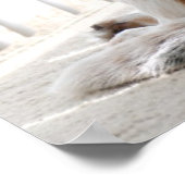 Poster Position (Coin)