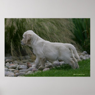 Poster Position de chiot de golden retriever