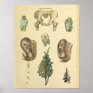 Poster Position foetale Pelvis Anatomie Art Vintage Impri