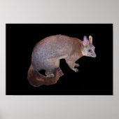 Poster Possum (Devant)