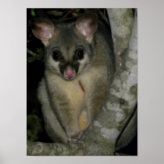 Poster Possum (Trichosurus vulpecula) (Devant)