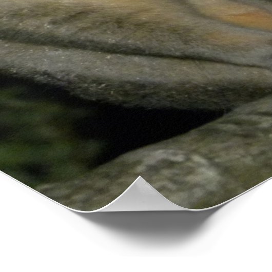 Poster Possum (Trichosurus vulpecula) (Coin)