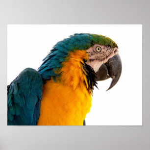Poster Post-it Notes perroquet