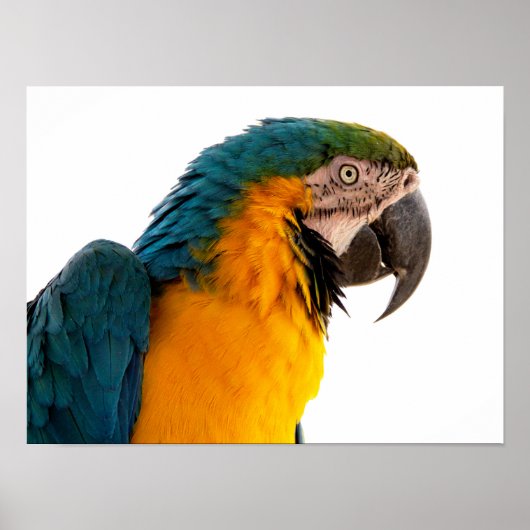 Poster Post-it Notes perroquet (Devant)