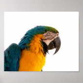 Poster Post-it Notes perroquet (Devant)
