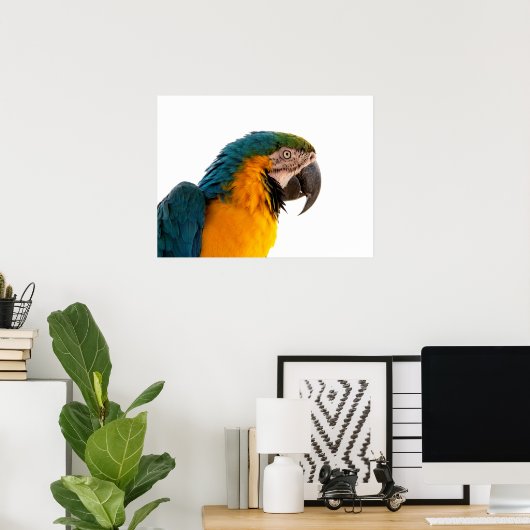 Poster Post-it Notes perroquet (Bureau à domicile)