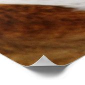 Poster poste de chiens de st bernard (Coin)