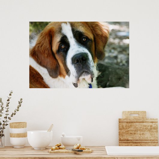 Poster poste de chiens de st bernard (Cuisine)