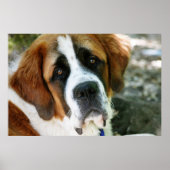 Poster poste de chiens de st bernard (Devant)