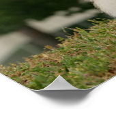 Poster Poste de poméraning (Coin)