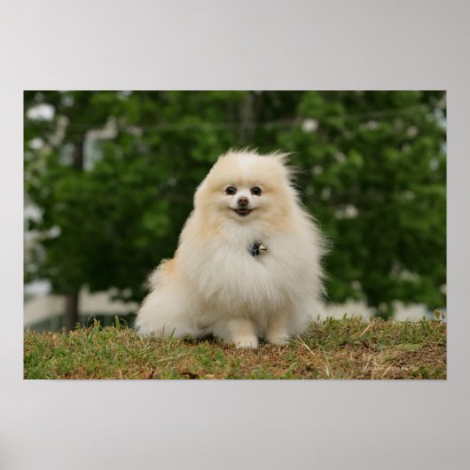 Poster Poste de poméraning (Devant)