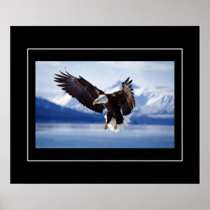 Poster Poster-Aigle