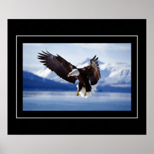 Poster Poster-Aigle