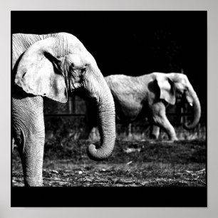 Poster Poster-Animaux-32