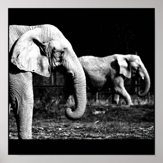 Poster Poster-Animaux-32 (Devant)
