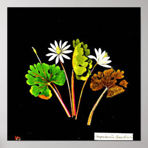 Poster Poster-Art-Botanique-Mary Delany 14