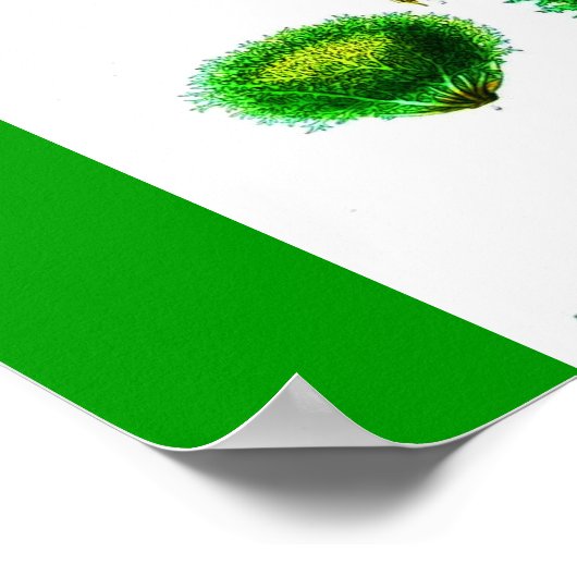 Poster Poster-Botanicals-Lettuces (Coin)