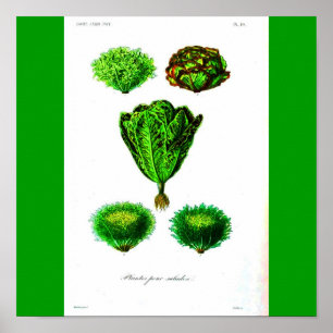 Poster Poster-Botanicals-Lettuces