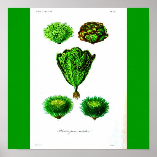 Poster Poster-Botanicals-Lettuces (Devant)