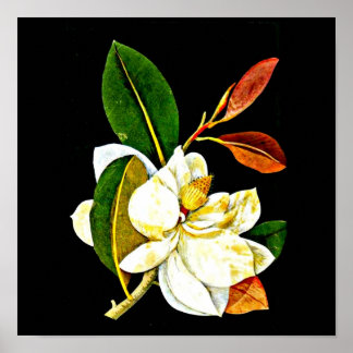 Poster Poster-Botanique Art-Mary Delany 1