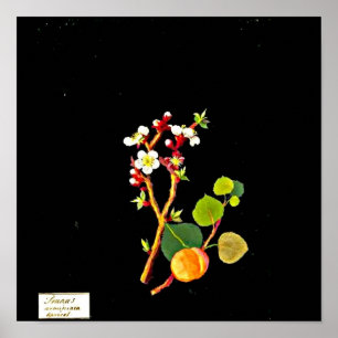 Poster Poster-Botanique Art-Mary Delany 9