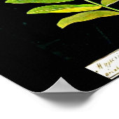 Poster Poster-Botanique-Mary Delany 13 (Coin)