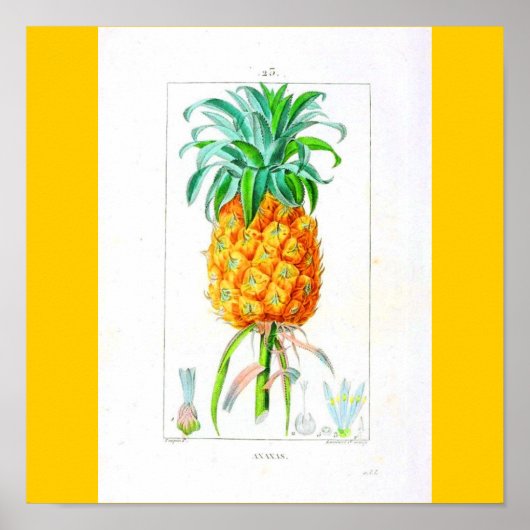Poster Poster-Botaniques-Ananas (Devant)