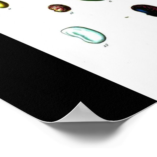 Poster Poster-Botaniques-Haricots (Coin)