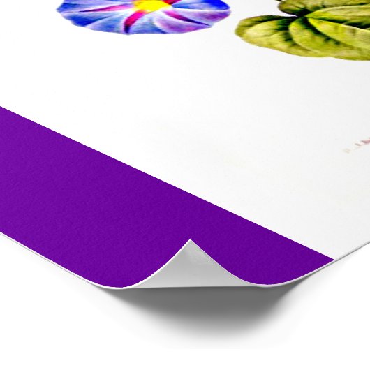 Poster Poster-Botaniques-Pierre Joseph Redoute 6 (Coin)