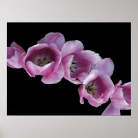 Poster, Cascade de tulipes violettes