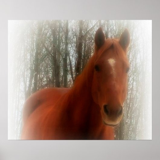 Poster Poster/Cheval dans les bois (Devant)