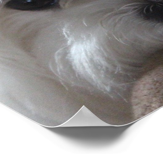 Poster Poster-Chien Maltais (Coin)