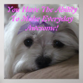 Poster Poster-Chien Maltais (Devant)