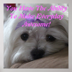 Poster Poster-Chien Maltais