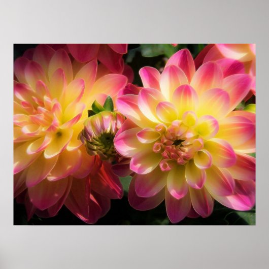 Poster Poster-Dahlias (Devant)