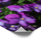 Poster Poster, Deux Poppies Orange Islande (Coin)